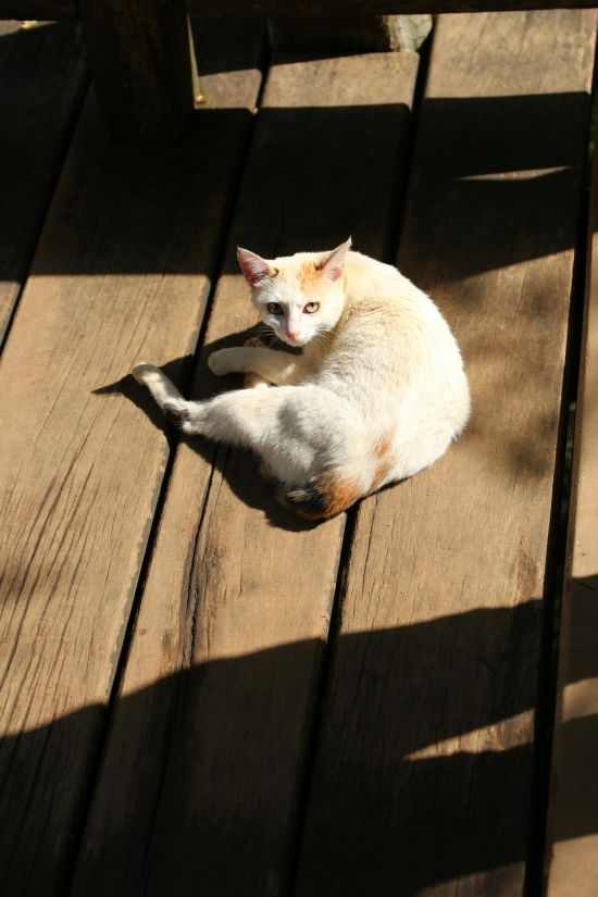 У Києві календарна зима увійшла до трійки найтепліших